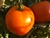 Faribo Goldheart - Organic Heirloom Tomato Seeds