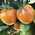 Flamme - Organic Heirloom Tomato Seeds