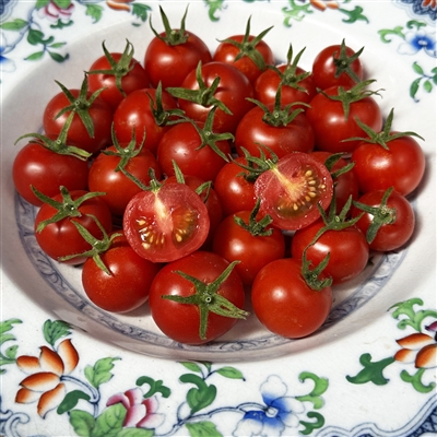 Gardener's Delight Tomato