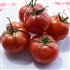 Gill's All Purpose - Organic Heirloom Tomato Seeds