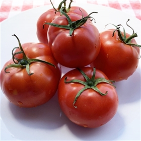 Gill's All Purpose Tomato