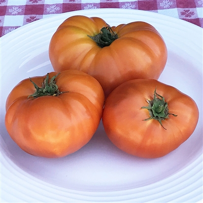 Golden Buddha Tomato