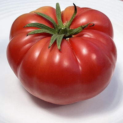 Grandfather Ashlock Heirloom Tomato