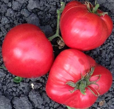 Grandfather Martino heirloom tomato