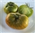 Green Pineapple - Organic Heirloom Tomato Seeds