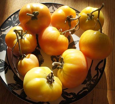 Green Thumb - Tomato