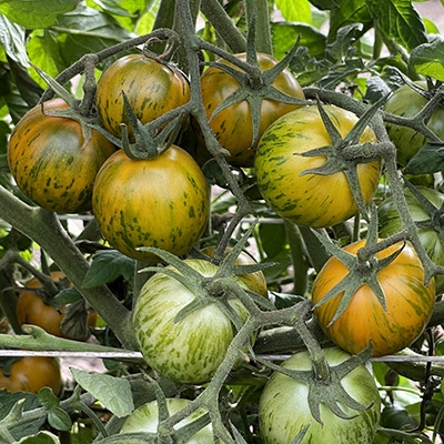Green Zebra Organic Heirloom Tomato Seeds | TomatoFest