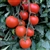 Grushovka - Organic Heirloom Tomato Seeds