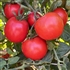 Heinz - Organic Heirloom Tomato Seeds