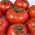 Heinz 1350 - Organic Heirloom Tomato Seeds