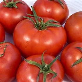 Tomato Seeds & Plants - Beefsteak, Cherry, Heirloom Tomatoes - Burpee