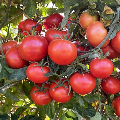 Heinz 1350 Organic Tomato Seeds -TomatoFest