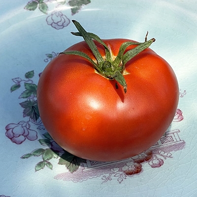 Heinz 1350 Organic Tomato Seeds -TomatoFest