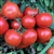 Heinz H9129 - Organic Tomato Seeds