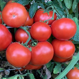 Heinz Tomato-9129