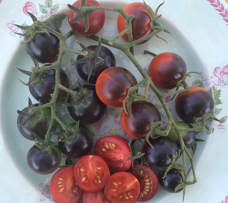 Helsing Junction Blues - Heirloom Tomato Seeds