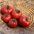 Homestead 24 - Organic Heirloom Tomato Seeds