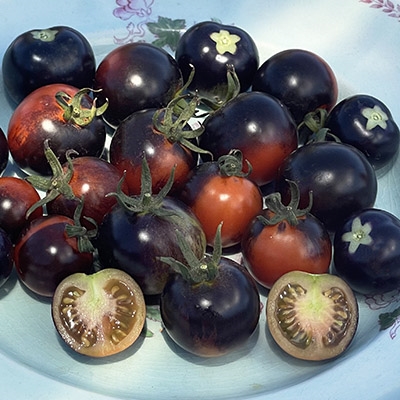  Rare Purple Blue Indigo Rose Tomato About 20 Seeds : Patio,  Lawn & Garden