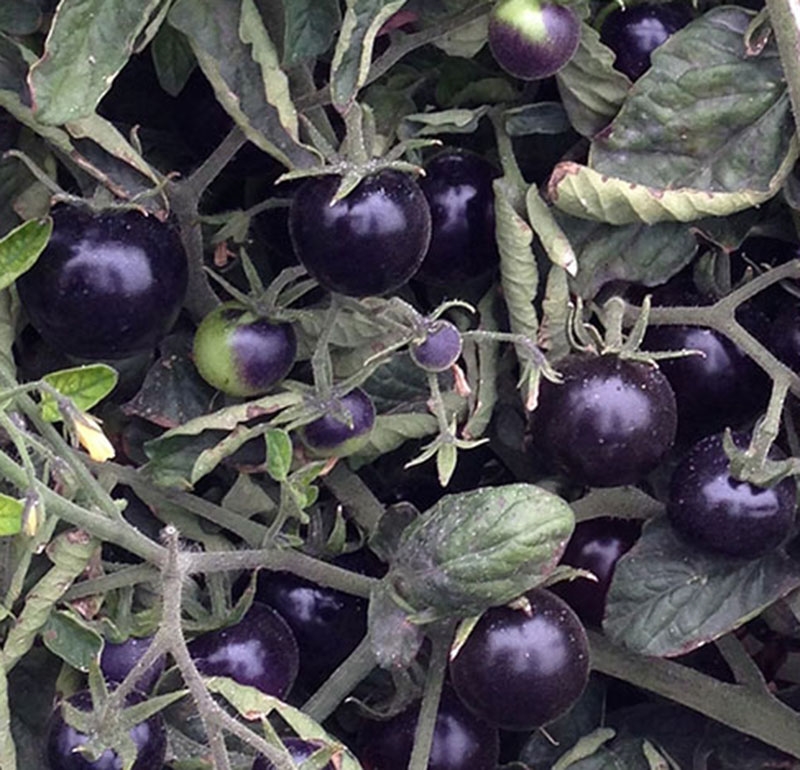 Indigo Rose - Organic Heirloom Tomato Seeds