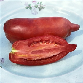 Jersey Devil Tomato