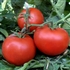 Kewalo - Organic Tomato Seeds