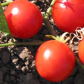 Kimberly-Tomato Seeds