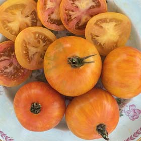 Lava Flow -Organic Tomato