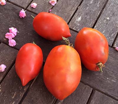 Les's Sweet Japanese tomato