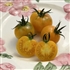 Lollipop - Organic Heirloom Tomato Seeds