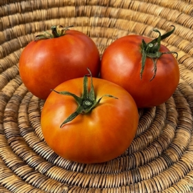 Long Keeper Organic Tomato