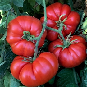 Illini Star - Organic Heirloom Tomato Seeds