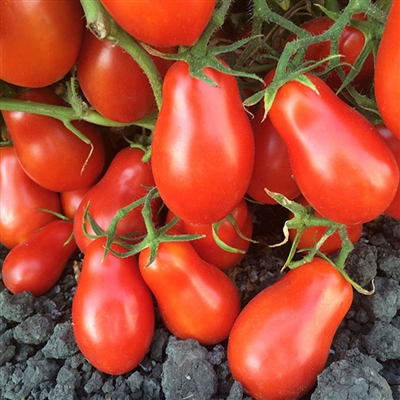 Martino's Roma-Heirloom Tomato