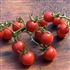 Matt's Wild Cherry - Organic Heirloom Tomato Seeds