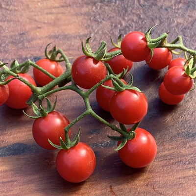 Matt's Wild Cherry Tomato