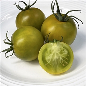 Marz Round Green Tomato