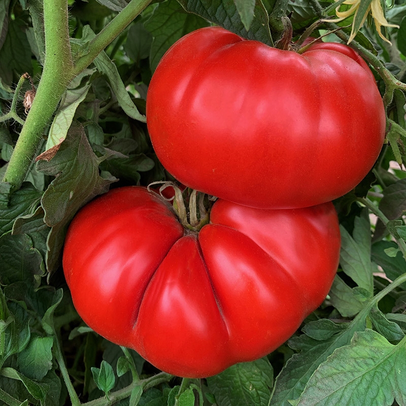 Merrill Schulz Beefsteak Organic Tomato Seeds