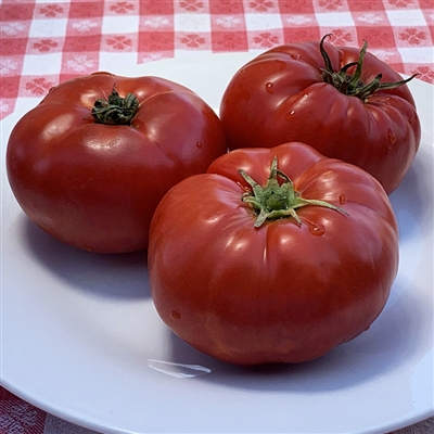 Merrill Schulz Beefsteak - Organic Heirloom Tomato Seeds