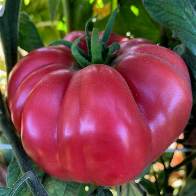 Middle Tennessee Low Acid Tomato