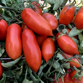 Milano Plum - Organic tomato seeds