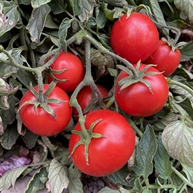 Moskovich Tomato