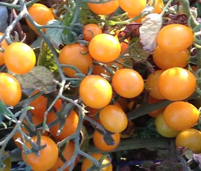 Orange Berry-Tomato Seeds