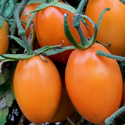 Orange Roma Tomato Seeds