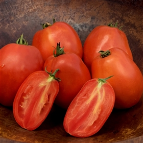 Oregon Star - Tomato