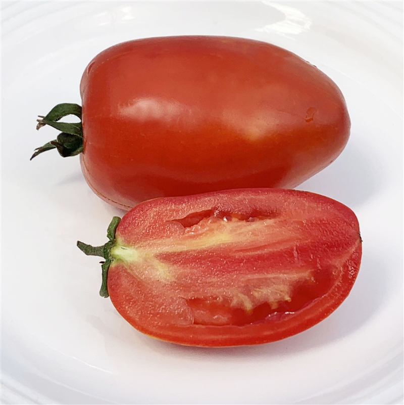 Tomato 'Oregon Star