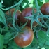 Petit Chocolate - Organic Heirloom Tomato Seeds