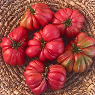 Pink Accordion Tomato