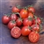 Prescott - Organic Heirloom Tomato Seeds