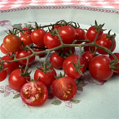 Red Currant Tomato