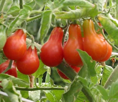 Red Pear