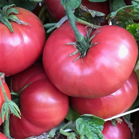 Rosella Crimson - Dwarf Tomato